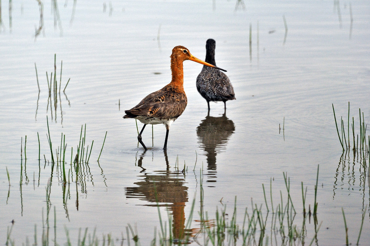 Limosa limosa (pittima reale)